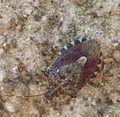 Halyomorpha halys
