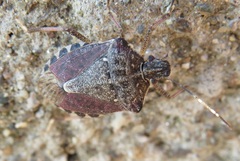 Halyomorpha halys