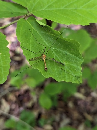 Sooty Crane Fly photo 4