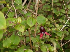 Fuchsia perscandens