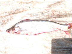 Butter Catfish photo 3