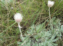 Helichrysum argentissimum