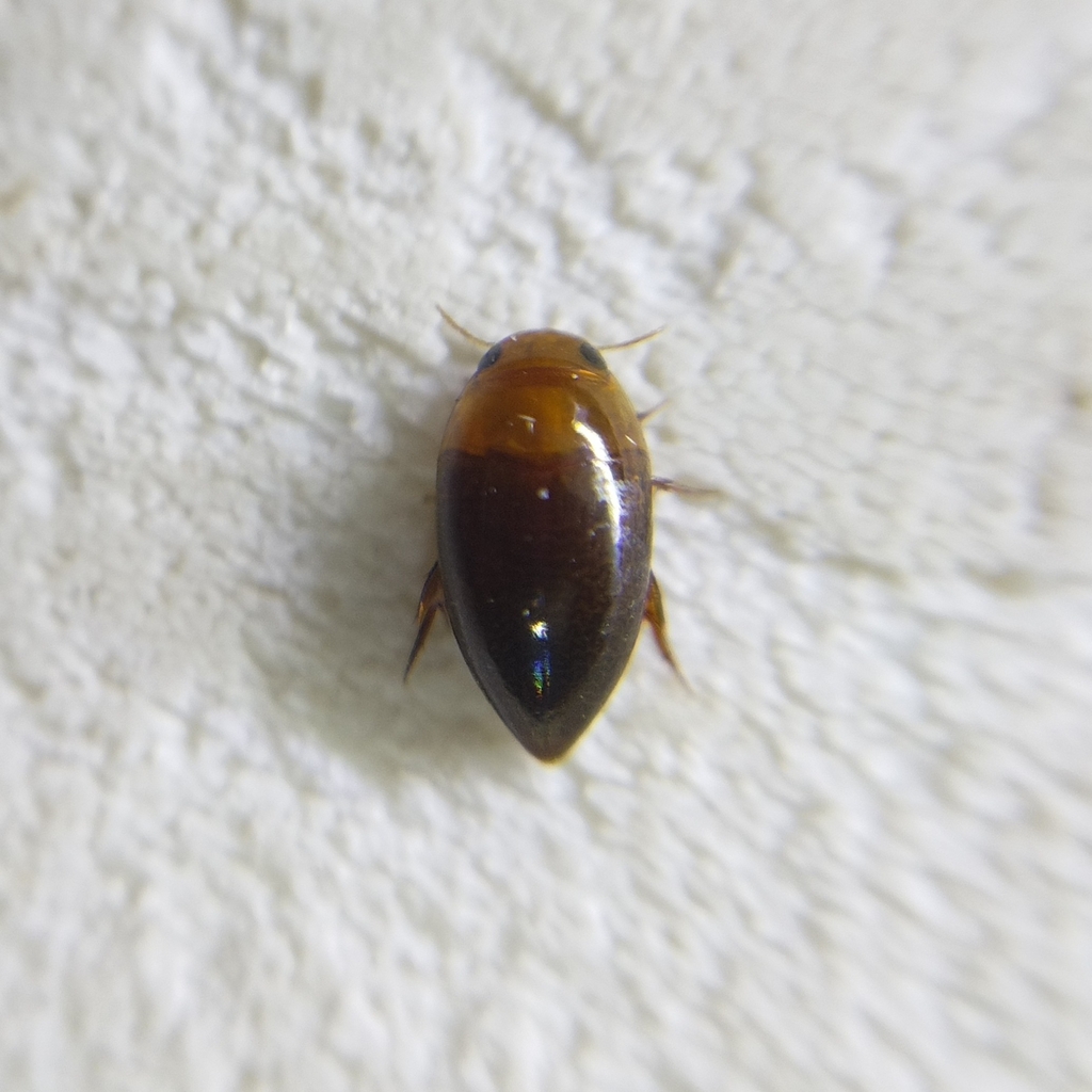 Burrowing Water Beetles from San Juan, Bolivia on April 20, 2023 at 07: ...