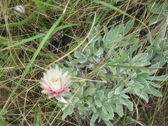 Helichrysum argentissimum
