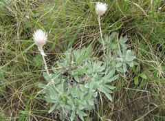 Helichrysum argentissimum
