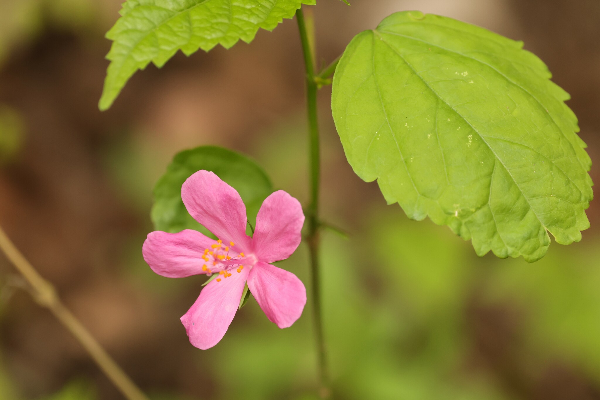 Hibiscus image