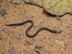 Pseudorabdion longiceps