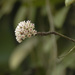 Hoya verticillata - Photo (c) CheongWeei Gan,  זכויות יוצרים חלקיות (CC BY-NC), הועלה על ידי CheongWeei Gan