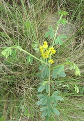 Crotalaria dura