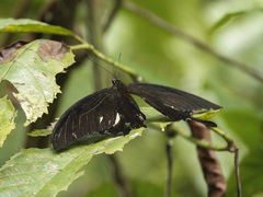 Papilio iswara