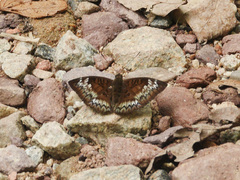 Euthalia monina monina