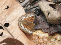 Euthalia monina monina