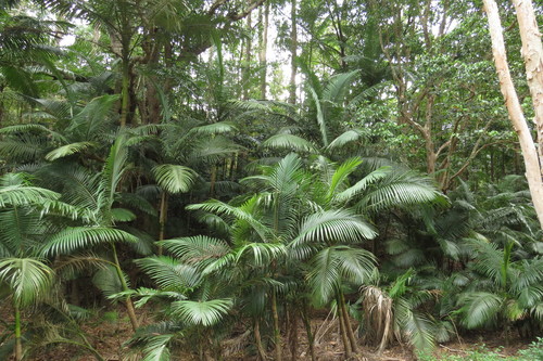 Myola Palm (Archontophoenix myolensis)