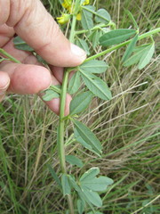 Crotalaria dura