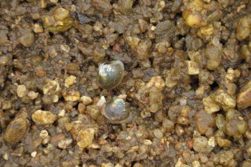 Corbicula australis