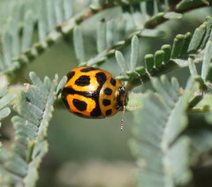 Peltoschema oceanicum