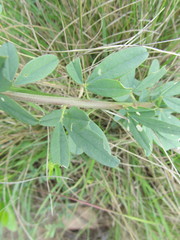 Crotalaria dura