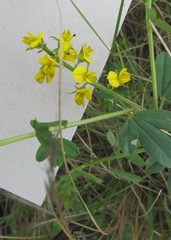 Crotalaria dura