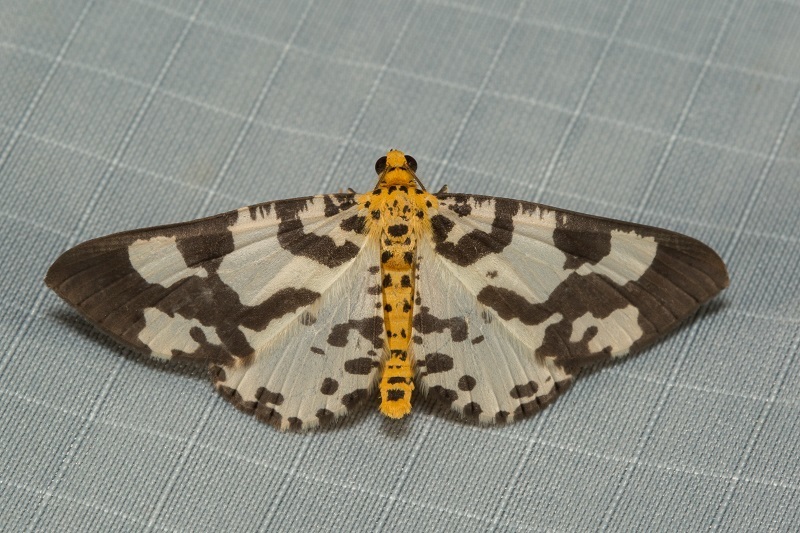 Ozola prouti