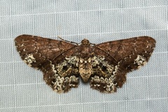 Abaciscus tristis