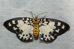 Abraxas intervacuata