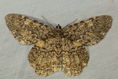 Amblychia praeumbrata