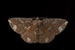 Astygisa stueningi