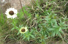 Callilepis laureola