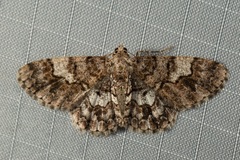 Diplurodes submontana