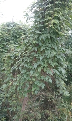 Magnoliopsida