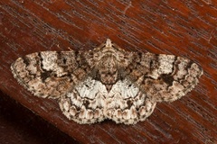 Diplurodes submontana