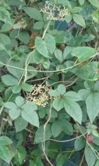 Magnoliopsida