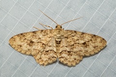 Ectropis longiscapia