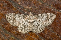 Myrioblephara simplaria