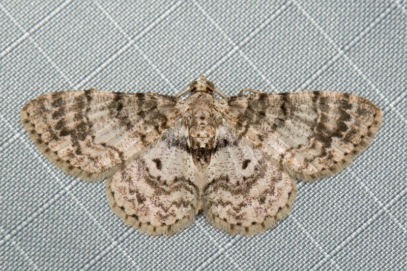 Myrioblephara simplaria