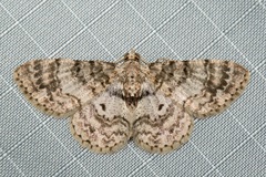 Myrioblephara