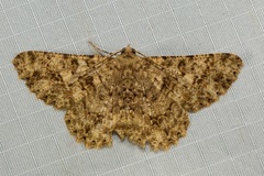 Racotis