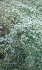 Magnoliopsida