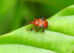 Lamprolabus bispinosus