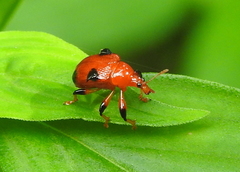 Lamprolabus bispinosus