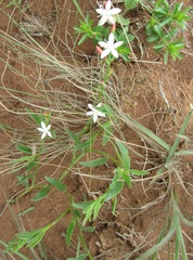 Oxygonum dregeanum