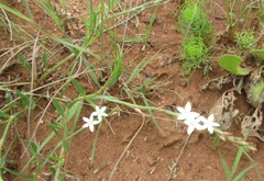 Oxygonum dregeanum