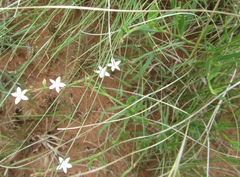Oxygonum dregeanum