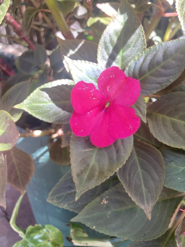 Impatiens walleriana image