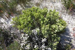 Diosma aspalathoides