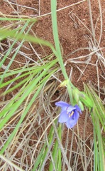 Aristea abyssinica