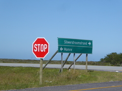 Diosma aspalathoides