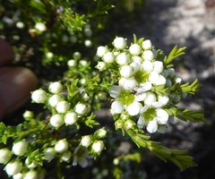 Diosma aspalathoides