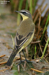 Motacilla