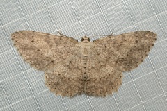 Luxiaria submonstrata